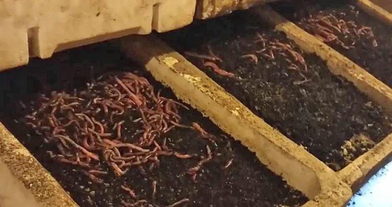 erfolgreiche Zucht von kalifornischen Würmern
