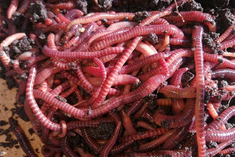 unprätentiöse kalifornische Würmer zu pflegen