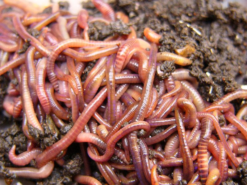 kalifornische Würmer kaufen