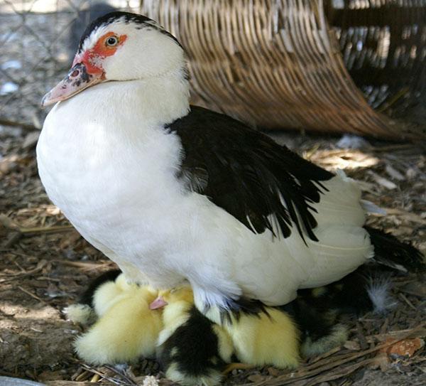 K chovu mulardských kachen se používá pekingská kachna a samčí pižmo.