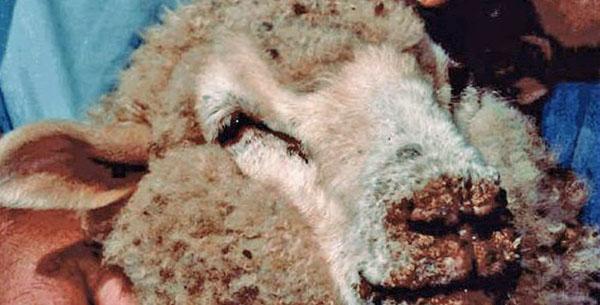 ovčí neštovice