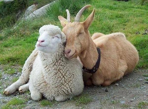 ovce a koza