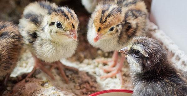 Kuřata potřebují krmné směsi bohaté na bílkoviny