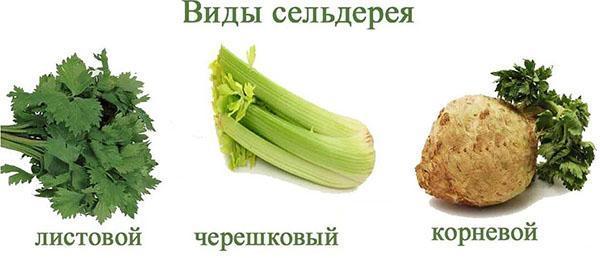 druhy celeru
