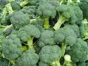bohatá sklizeň brokolice