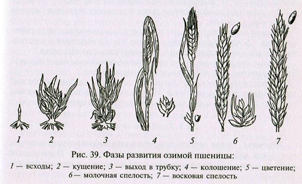 مراحل تطور القمح الشتوي