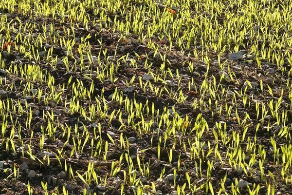 تجديد الربيع لنباتات القمح الشتوي
