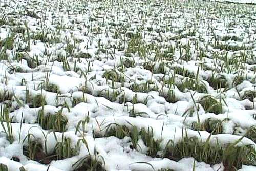 زرع القمح الشتوي تحت الثلج