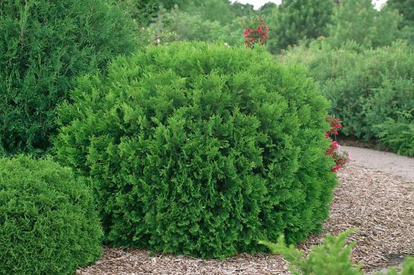 thuja الغربي hozeri على الموقع