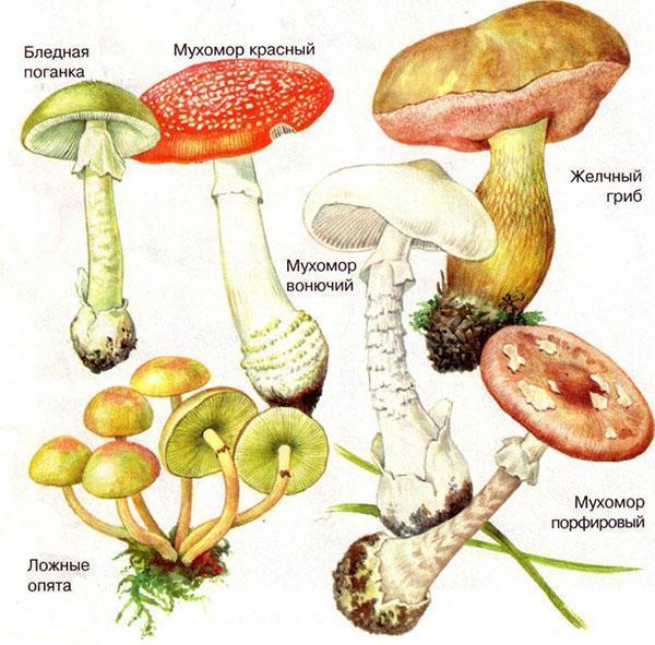 jedovaté houby