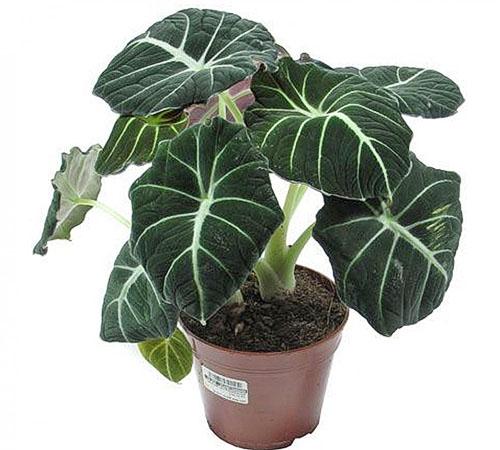 زهرة داخلي alocasia