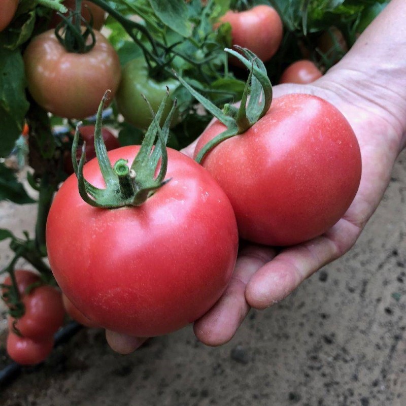 Vorteile von Bockele-Tomaten