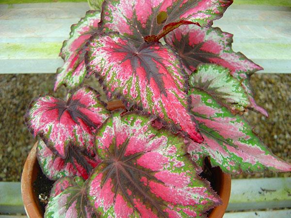 Begonia Rex mit bunten Blättern