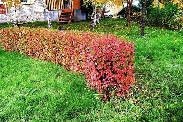التحوط cotoneaster مشرقة في الخريف