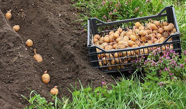 زراعة البطاطس غالا
