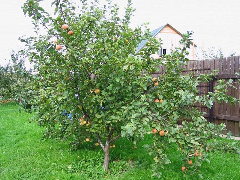 odrůda jablek Shtrifel na webu