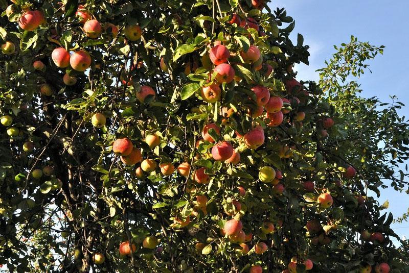 reiche Fruchtbildung des Apfelbaums