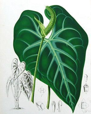 Die Struktur der Pflanze Anthurie