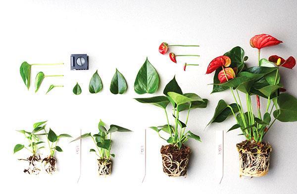 Fáze vývoje rostlin