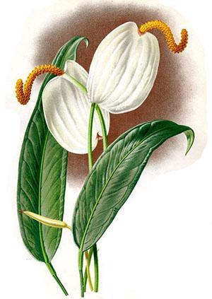 Květenství Anthurium se skládá z klasu a listenů