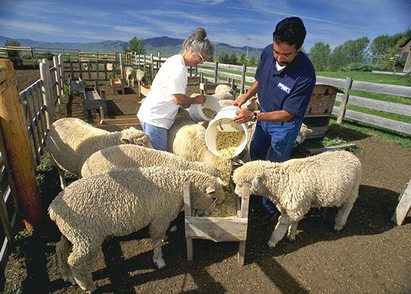 Die Schafe füttern