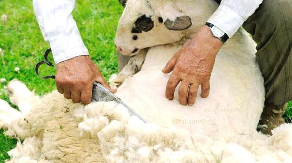 Schafschur im Frühjahr