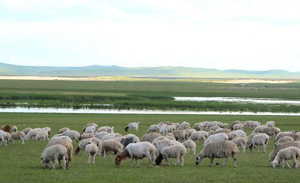 Für den Aufbau eines Schafzuchtbetriebes sind Weideplätze für die Herde notwendig