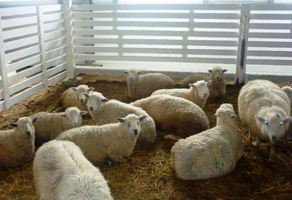 Schafe im Winter in einer warmen Koppel halten