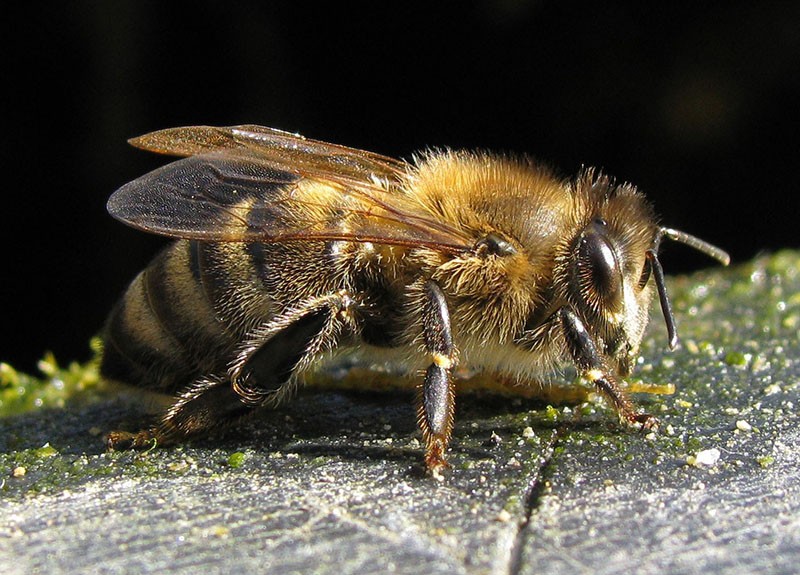 Karnika Bienenkönigin