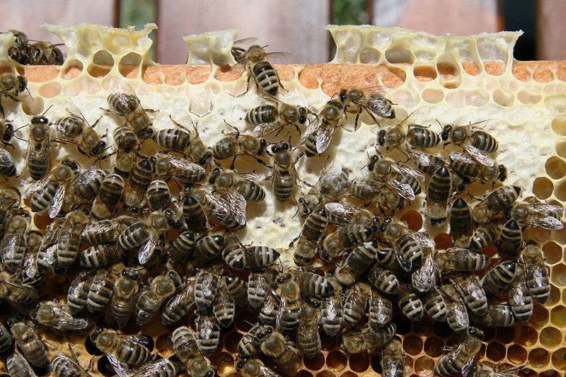 Karnik-Bienen im Bienenstand