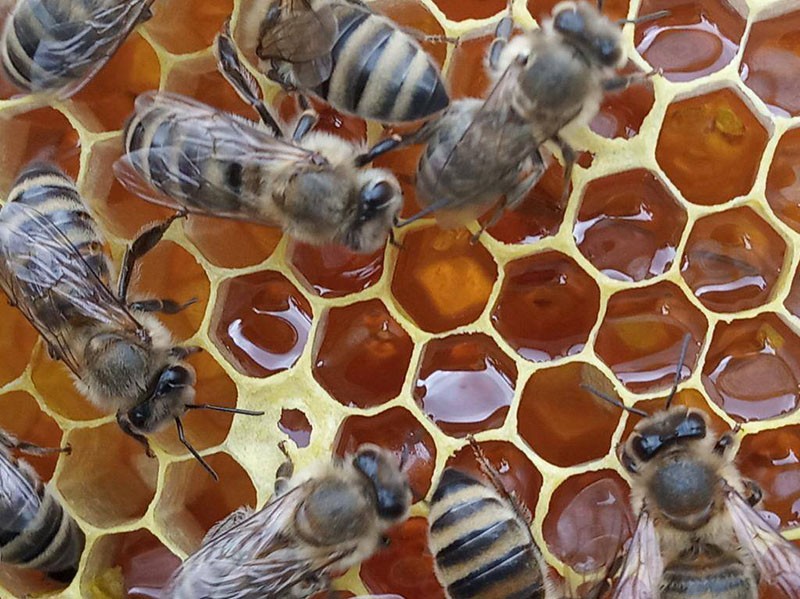 Honig ernten