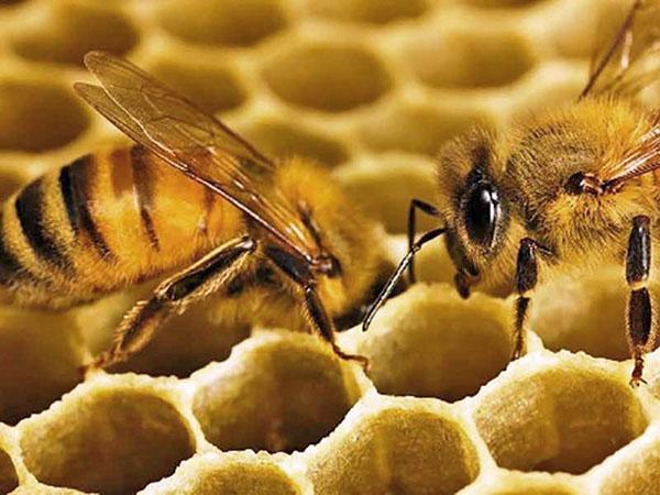včela staví plástev