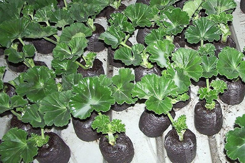 Pelargonium - Transplante e reprodução