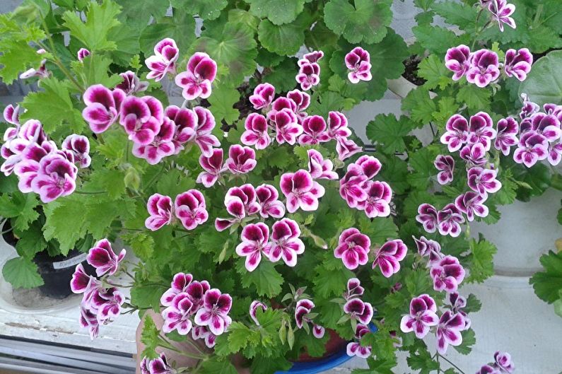 Pelargonium (geranium) - foto