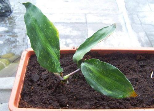 Aus einem Blattteller kann eine junge Pflanze gezogen werden