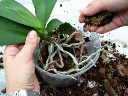 výsadba orchideje