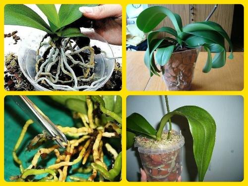 transplantace orchidejí