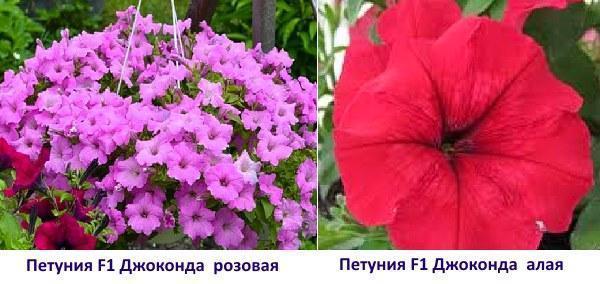 Petunia F1 Gioconda růžová a šarlatová fotografie