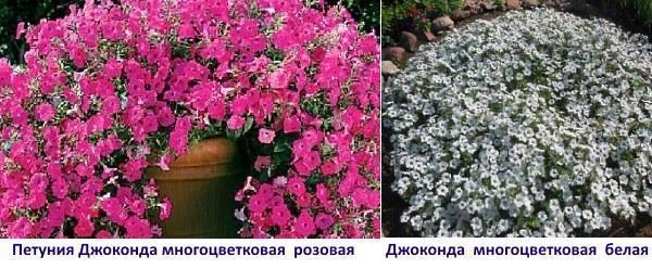 الموناليزا الوردي متعدد الزهور