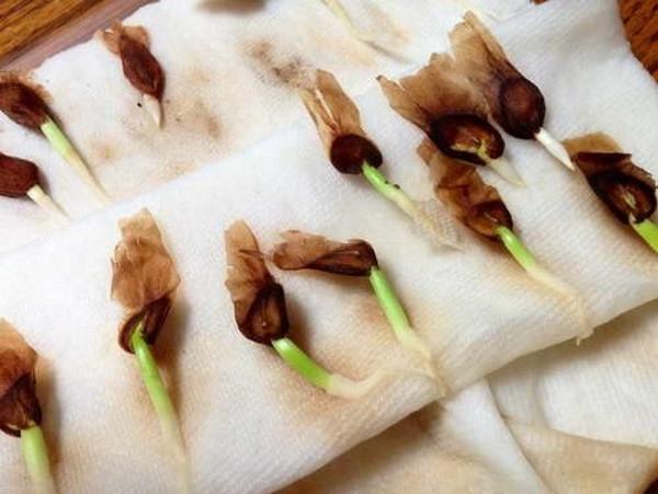 klíčení semen plumerie