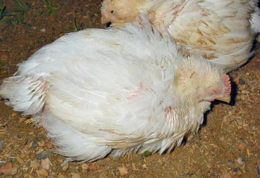 لماذا يموت الدجاج اللاحم الكبار؟