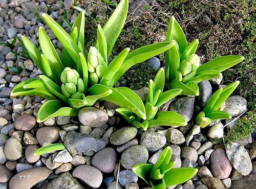 Hyacinty kvetou