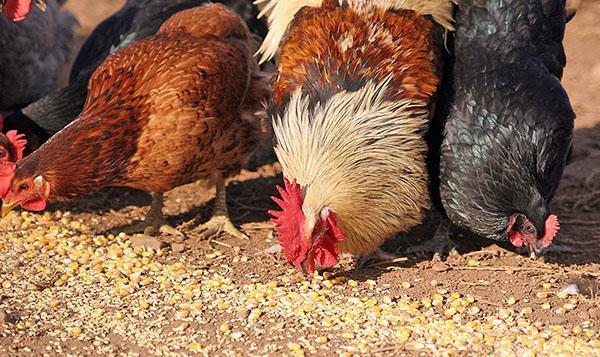 يجب أن يحتوي الدجاج على الحبوب الكاملة في نظامهم الغذائي.