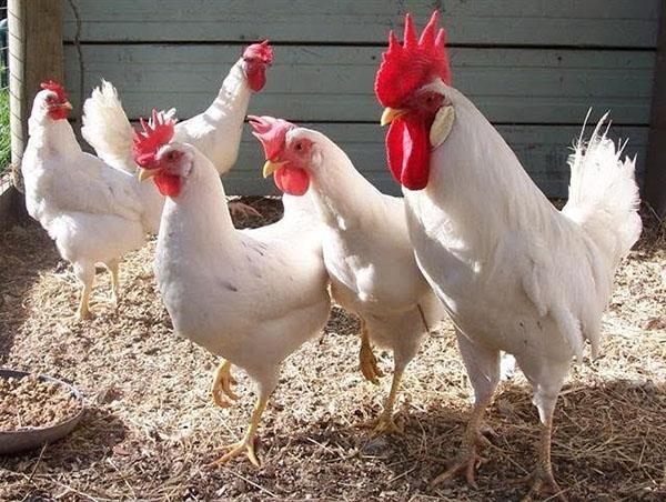 Vaječné plemeno kuřat Leghorn