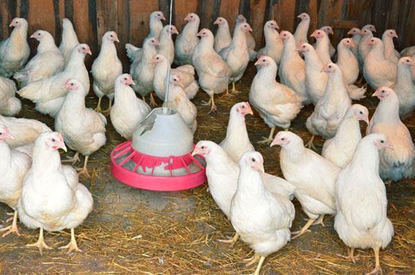 Aby se kuřatům neškrábaly vajíčka, kurník se kontroluje každý den.