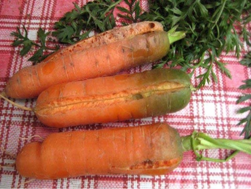 Kann man Karotten mit grünem Kern essen?