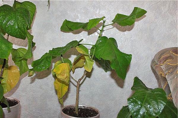 Eine Pflanze mit krankem Laub blüht nicht