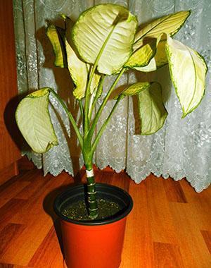 Dieffenbachia-Blätter werden gelb