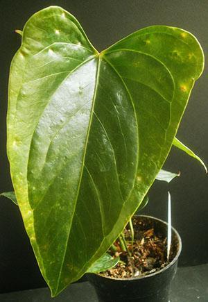 Listy anthuria jsou citlivé na pokojovou teplotu, režim osvětlení a vlhkost vzduchu