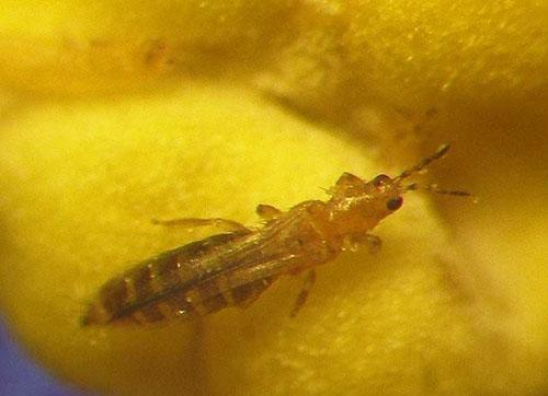Thrips on a sheet plate